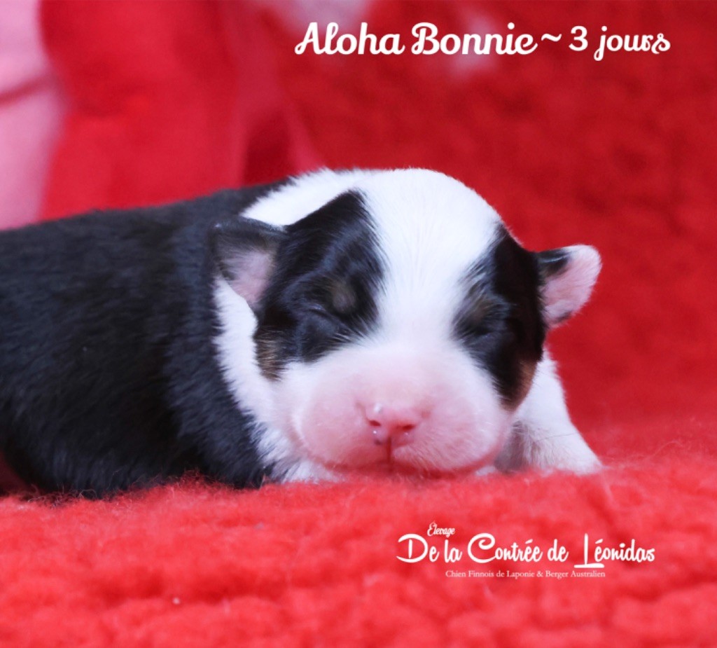 De La Contrée De Léonidas - Chiot disponible  - Berger Australien