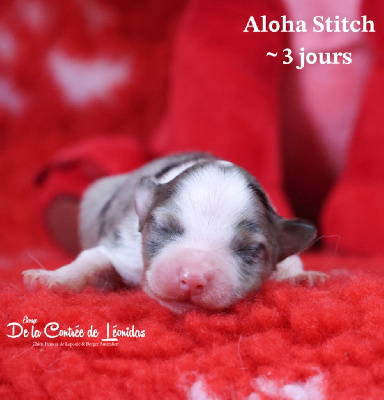 Aloha Stitch