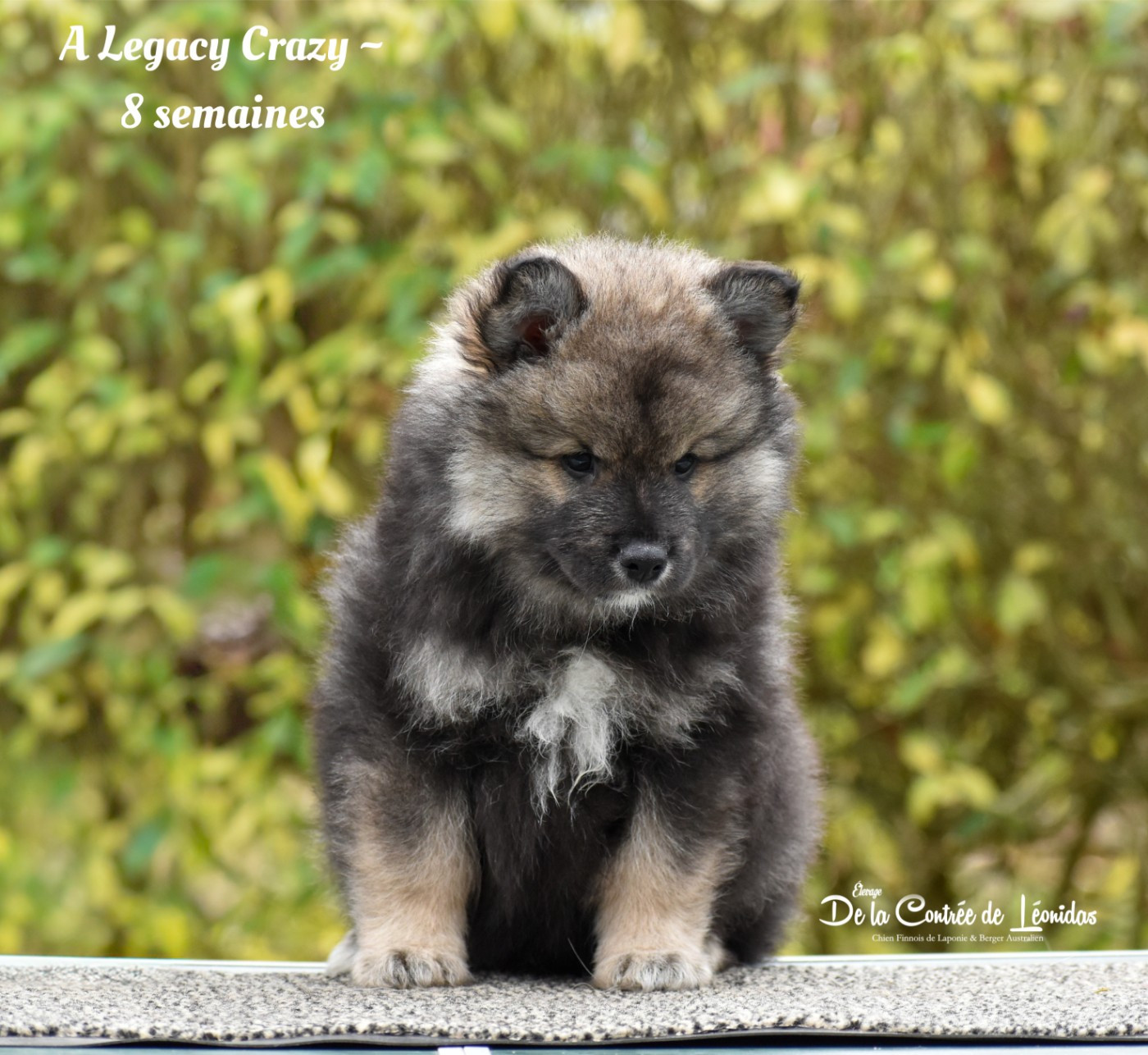 De La Contrée De Léonidas - Chien finnois de Laponie - Portée née le 14/10/2025