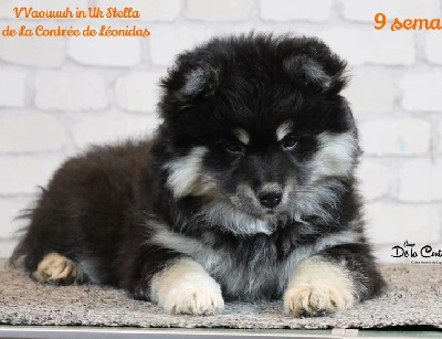 Vvaouuuh In-Uk Stella 