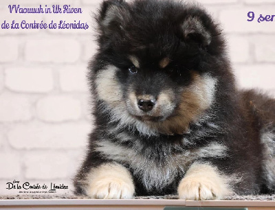 Vvaouuuh In-Uk Riven 