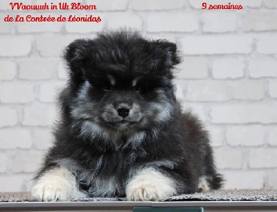 Vvaouuuh In-Uk Bloom 