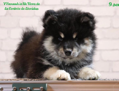 Vvaouuuh In-Uk Flora