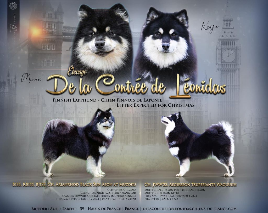 De La Contrée De Léonidas - Chien finnois de Laponie - Portée née le 26/12/2024